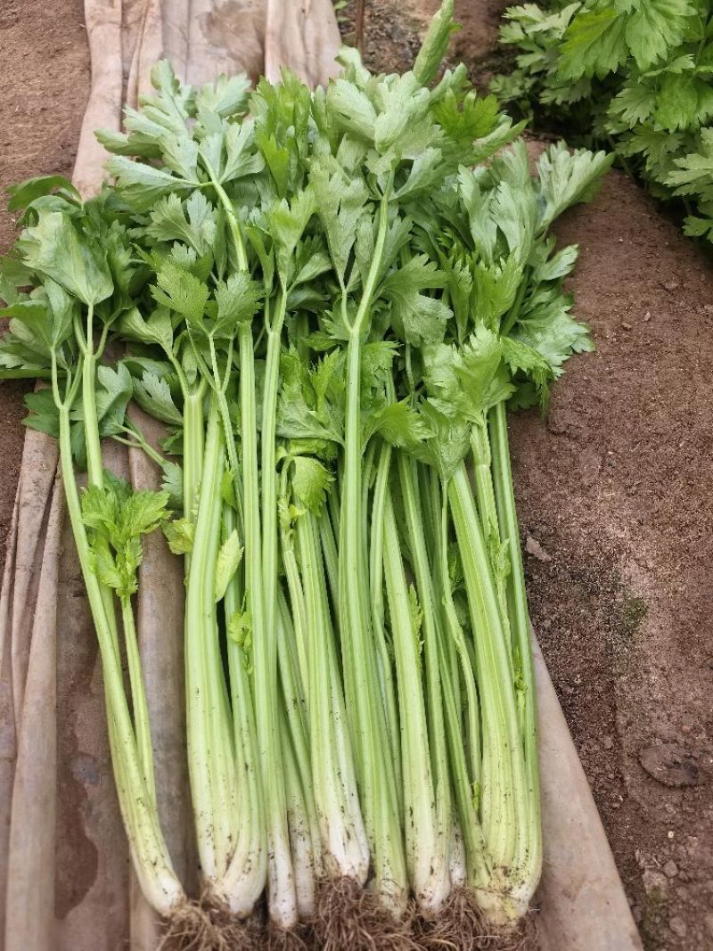 德美实心芹菜种子耐寒纤维少香味浓春季夏秋季大田播香芹菜种