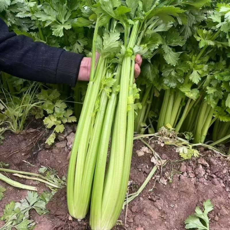 德美实心芹菜种子耐寒纤维少香味浓春季夏秋季大田播香芹菜种