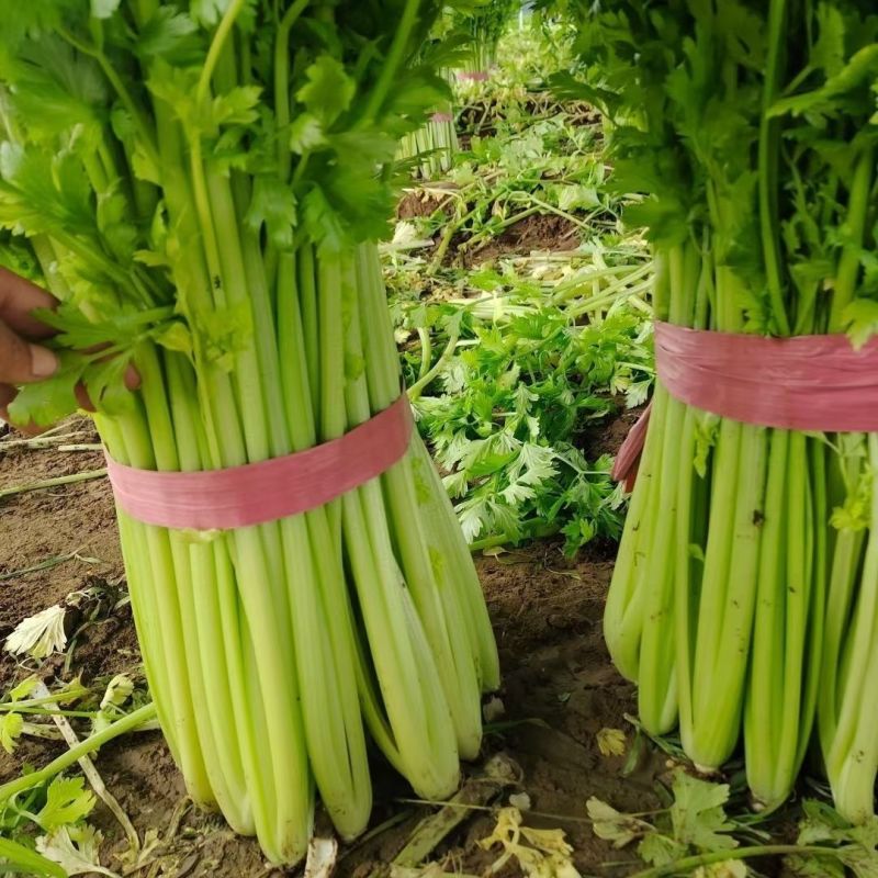 德美实心芹菜种子耐寒纤维少香味浓春季夏秋季大田播香芹菜种