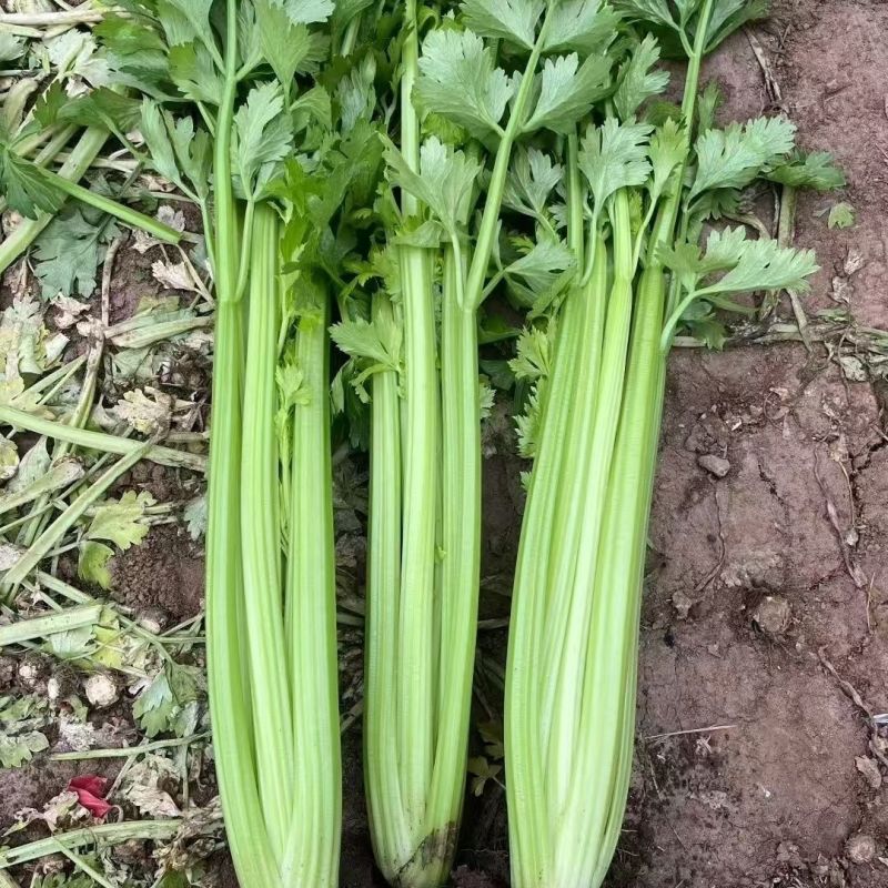 德美实心芹菜种子耐寒纤维少香味浓春季夏秋季大田播香芹菜种