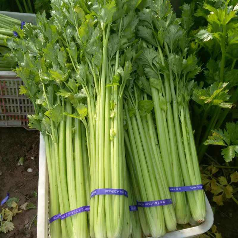 德美实心芹菜种子耐寒纤维少香味浓春季夏秋季大田播香芹菜种