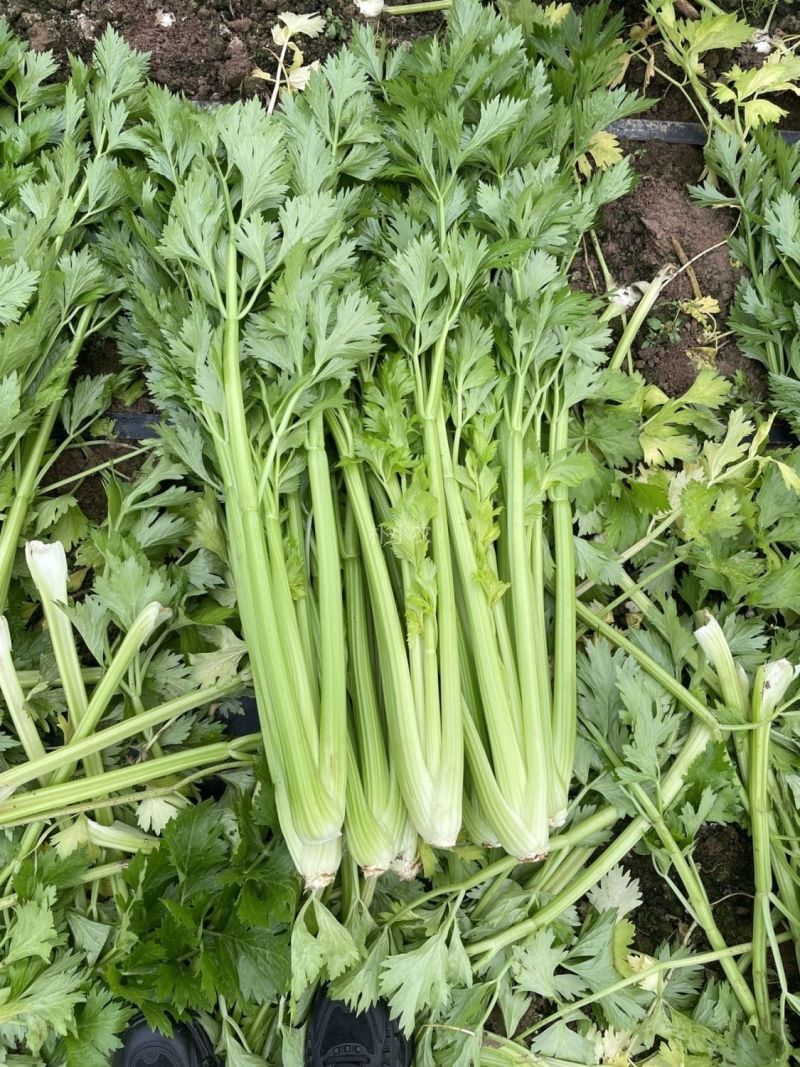 德美实心芹菜种子耐寒纤维少香味浓春季夏秋季大田播香芹菜种