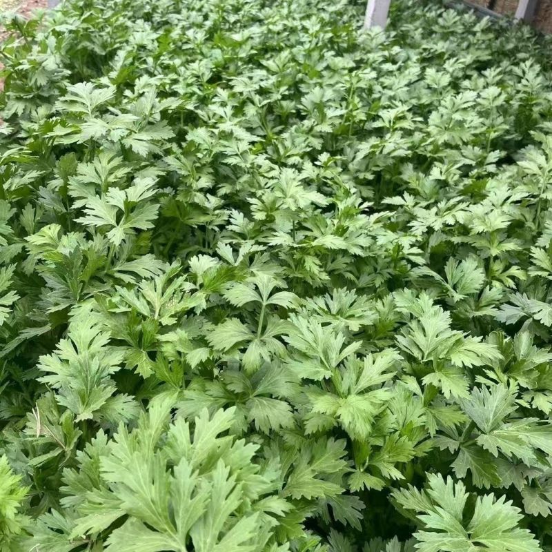 德美实心芹菜种子耐寒纤维少香味浓春季夏秋季大田播香芹菜种