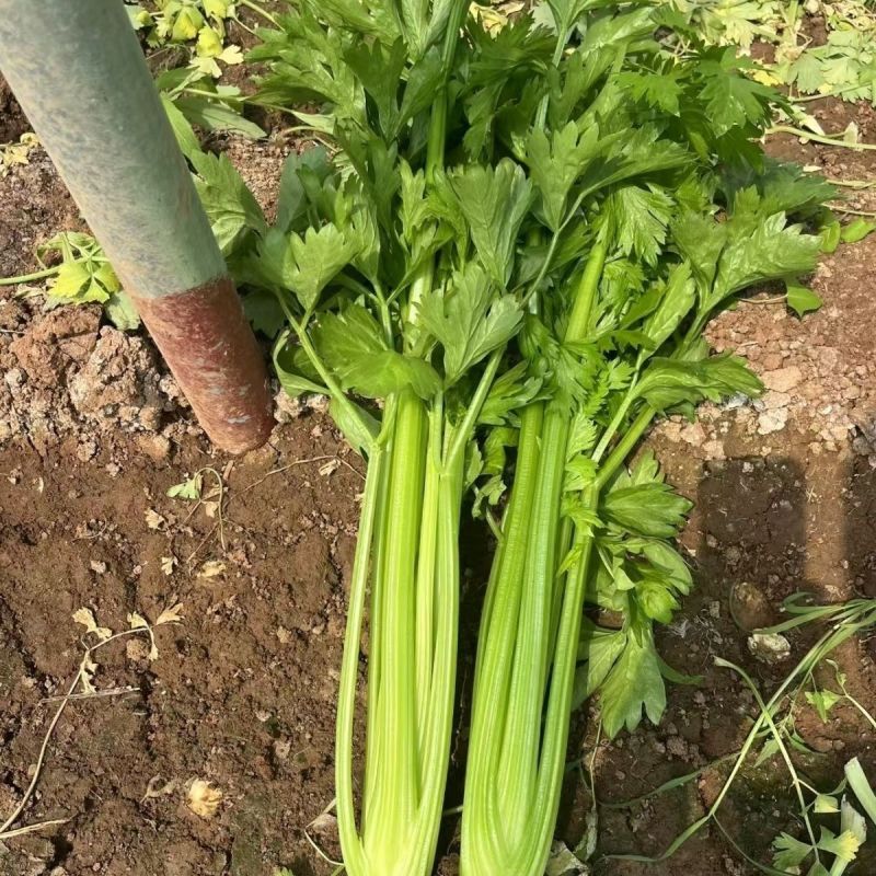 德美实心芹菜种子耐寒纤维少香味浓春季夏秋季大田播香芹菜种