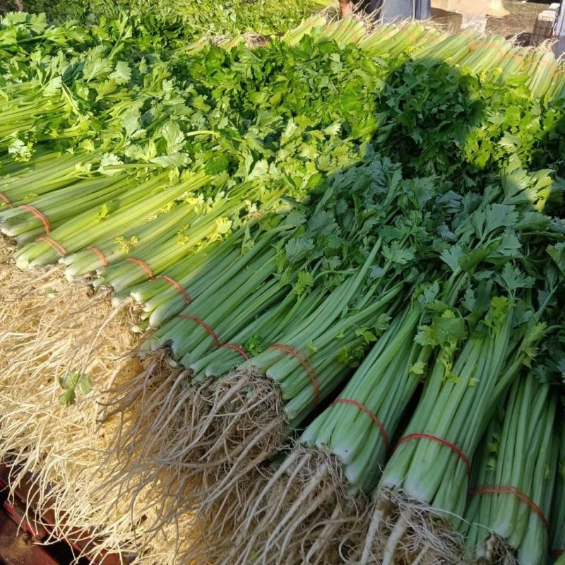 澳美小香芹种子脆嫩四季小芹菜四季蔬菜盆栽