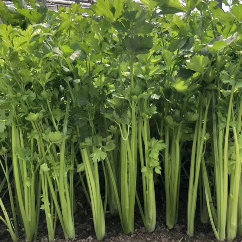 澳美小香芹种子脆嫩四季小芹菜四季蔬菜盆栽