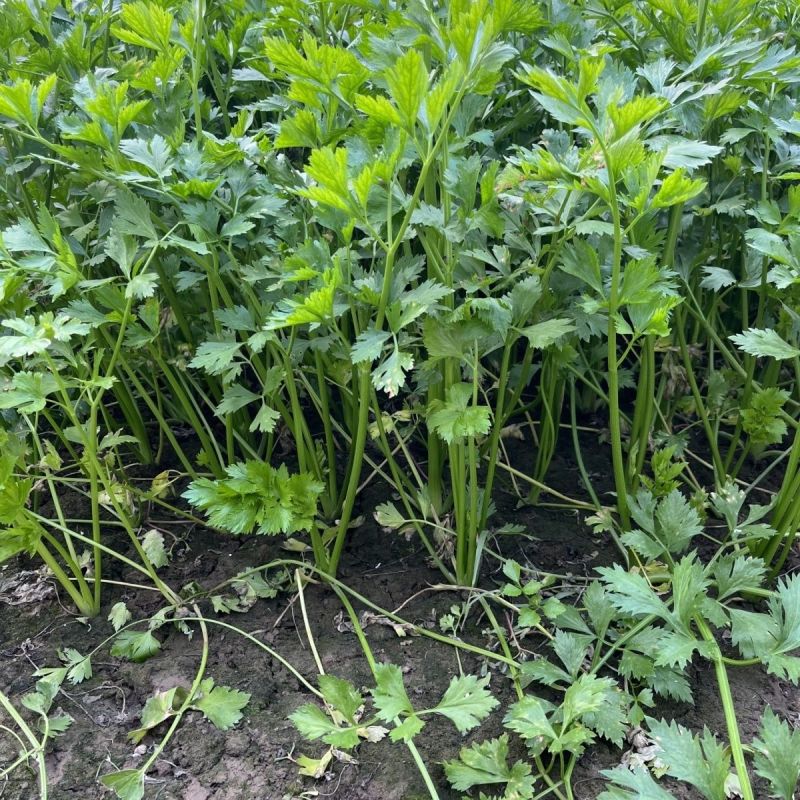 澳美小香芹种子脆嫩四季小芹菜四季蔬菜盆栽
