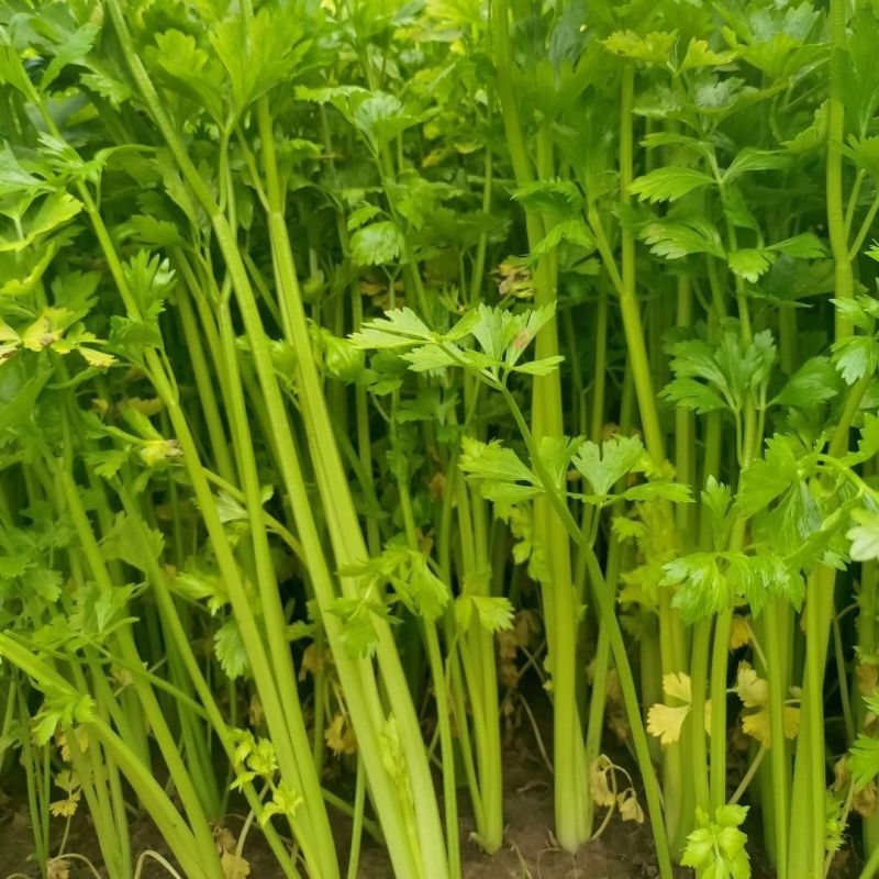 澳美小香芹种子脆嫩四季小芹菜四季蔬菜盆栽
