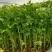 澳美小香芹种子脆嫩四季小芹菜四季蔬菜盆栽