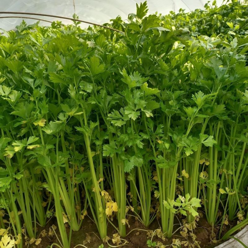 澳美小香芹种子脆嫩四季小芹菜四季蔬菜盆栽