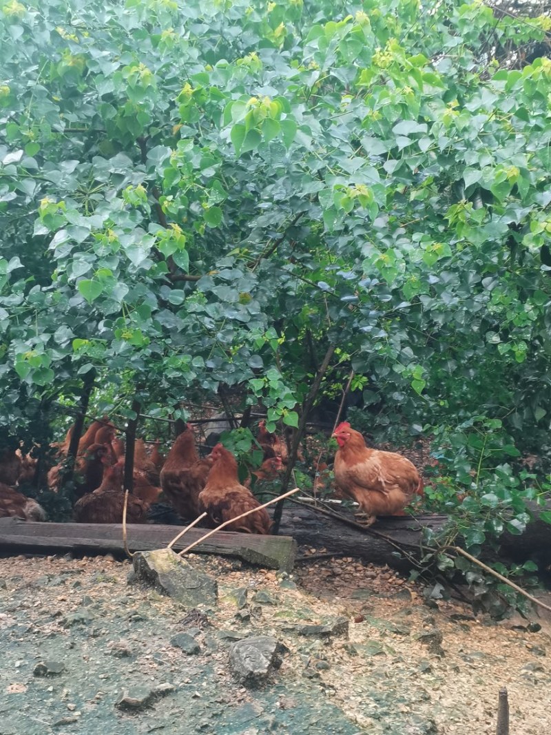 广东省阳山县正宗原种阳山鸡
