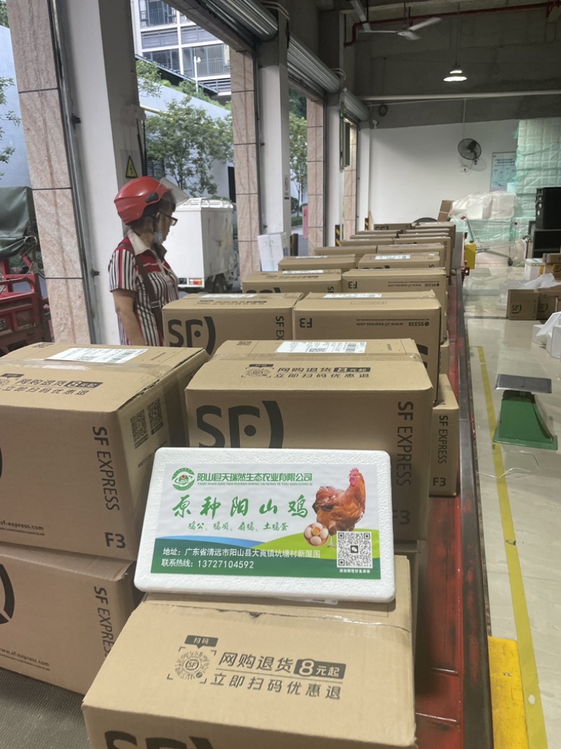 广东省阳山县正宗原种阳山鸡
