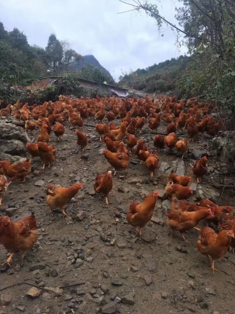 广东省阳山县正宗原种阳山鸡