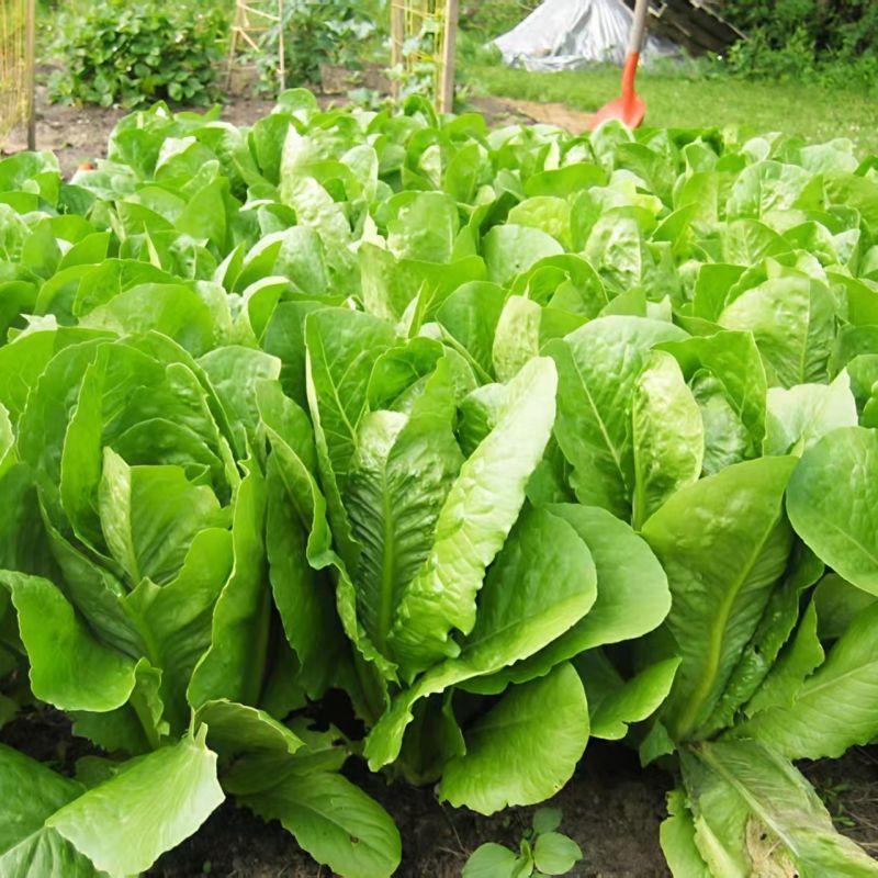 大罗马339孔雀菜种子早熟夏秋菜园生菜沙拉菜种籽脆嫩易种