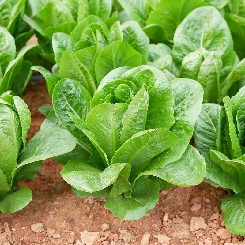 大罗马339孔雀菜种子早熟夏秋菜园生菜沙拉菜种籽脆嫩易种