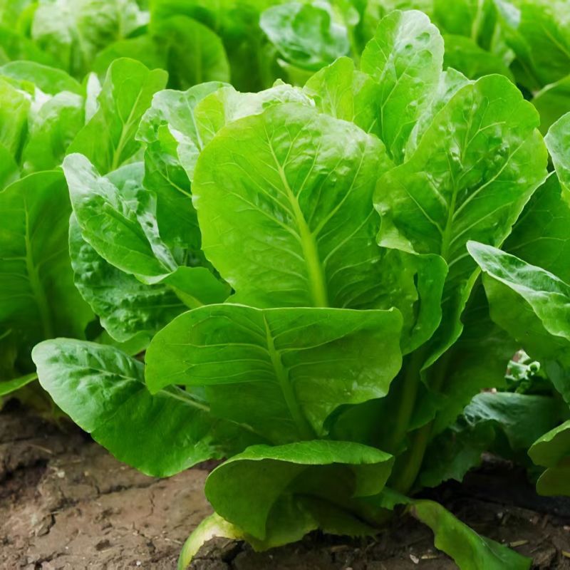 大罗马339孔雀菜种子早熟夏秋菜园生菜沙拉菜种籽脆嫩易种