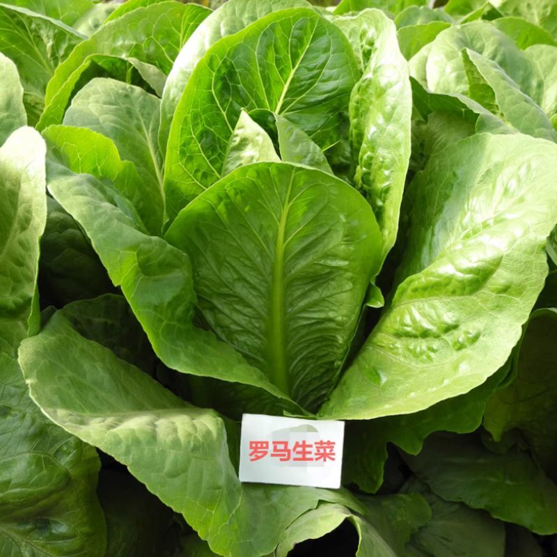 大罗马339孔雀菜种子早熟夏秋菜园生菜沙拉菜种籽脆嫩易种