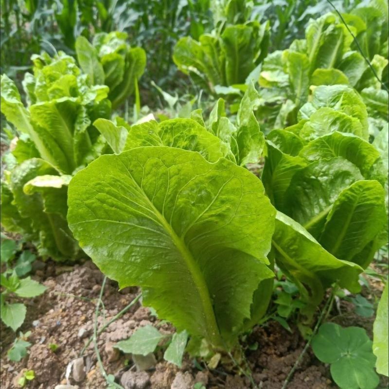 大罗马339孔雀菜种子早熟夏秋菜园生菜沙拉菜种籽脆嫩易种