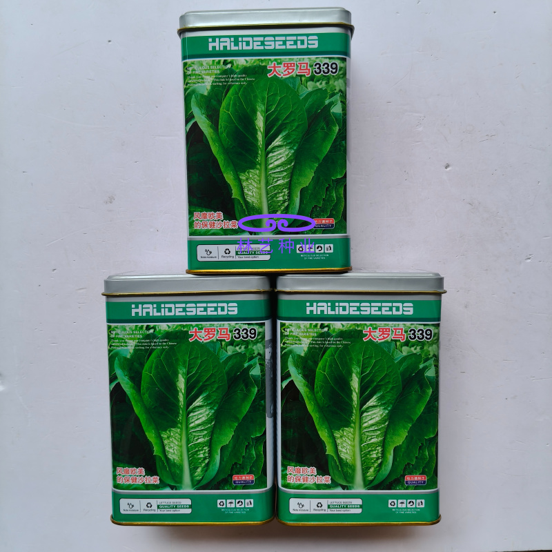 大罗马339孔雀菜种子早熟夏秋菜园生菜沙拉菜种籽脆嫩易种