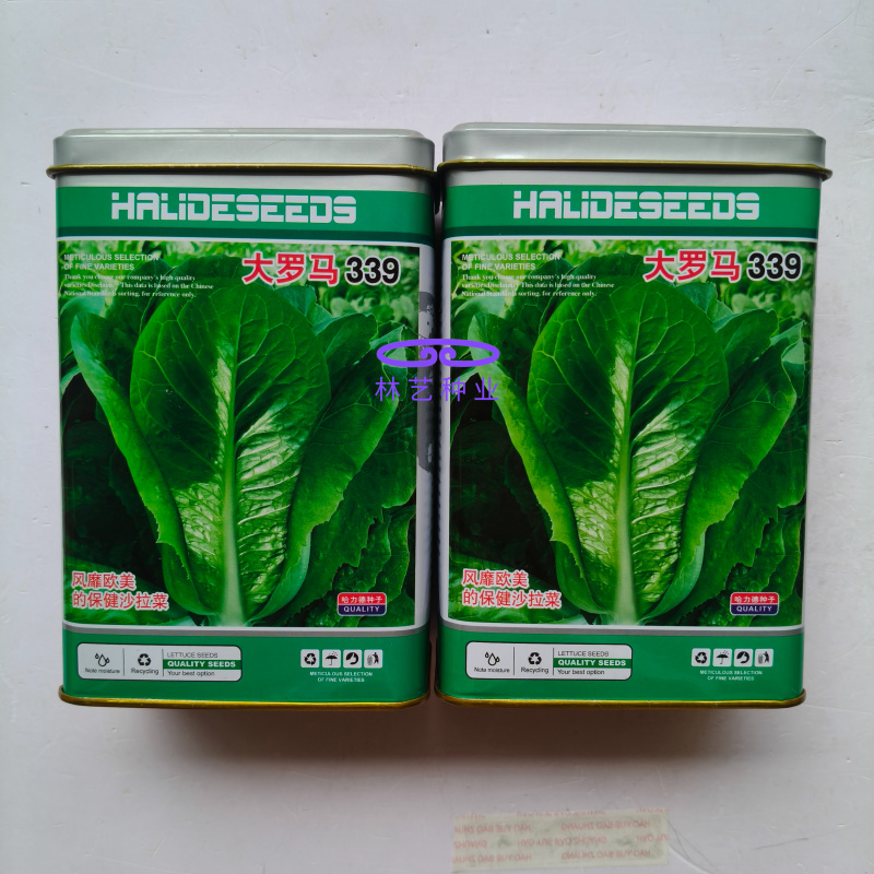大罗马339孔雀菜种子早熟夏秋菜园生菜沙拉菜种籽脆嫩易种