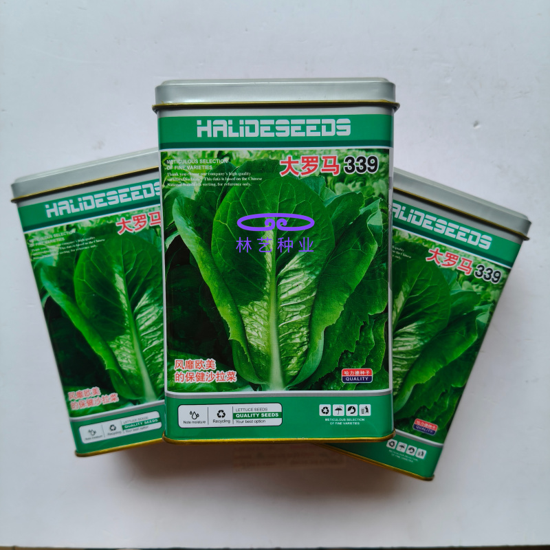 大罗马339孔雀菜种子早熟夏秋菜园生菜沙拉菜种籽脆嫩易种