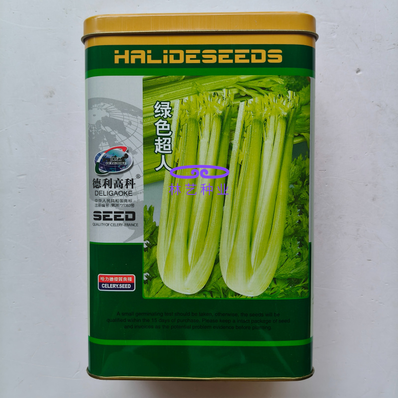 绿色超人西芹种子高产速生长耐热耐寒大田播种抗病口感脆