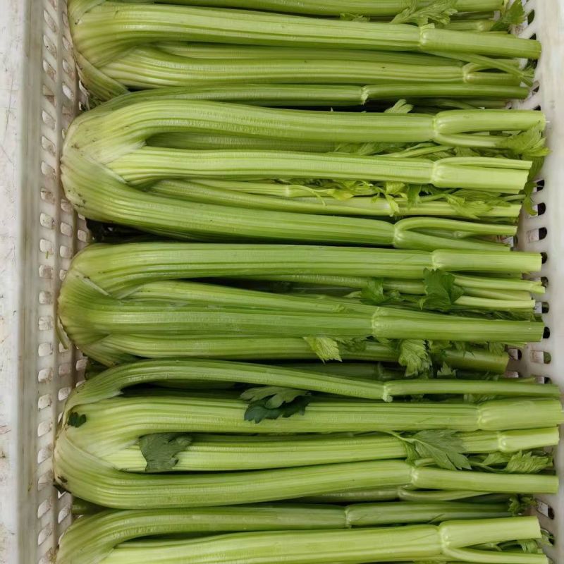 美国西芹文图拉芹菜种子高产耐寒耐热耐抽苔宽厚心实脆嫩蔬菜