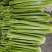 美国西芹文图拉芹菜种子高产耐寒耐热耐抽苔宽厚心实脆嫩蔬菜