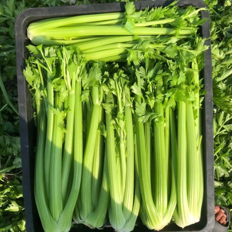 美国西芹文图拉芹菜种子高产耐寒耐热耐抽苔宽厚心实脆嫩蔬菜