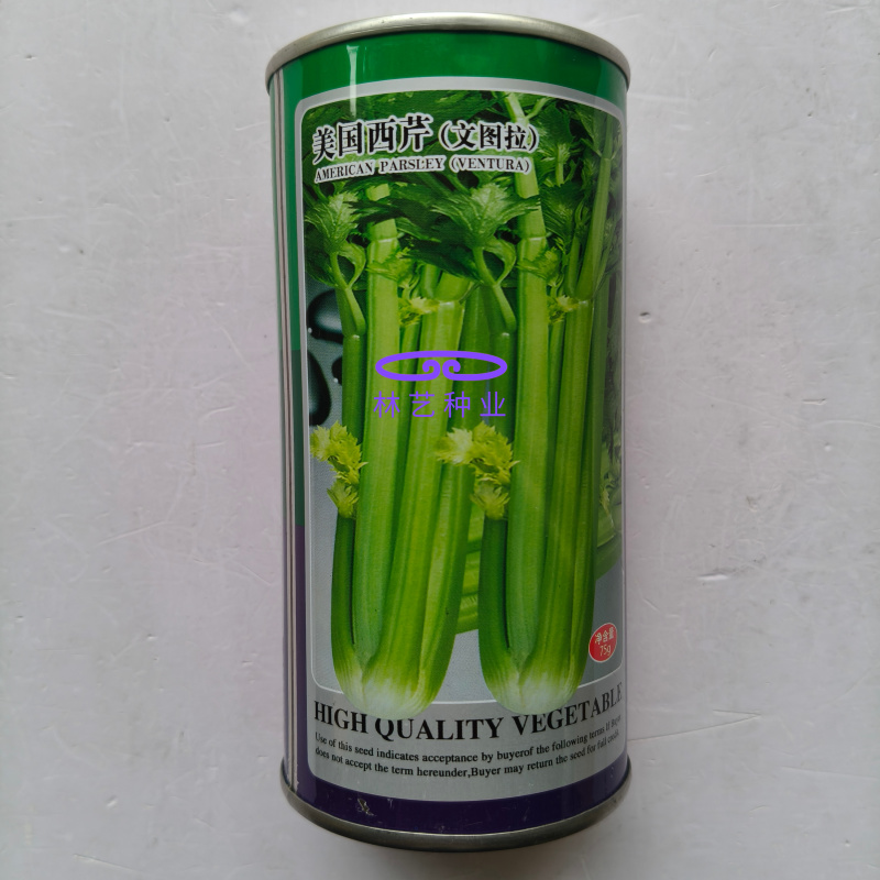 美国西芹文图拉芹菜种子高产耐寒耐热耐抽苔宽厚心实脆嫩蔬菜