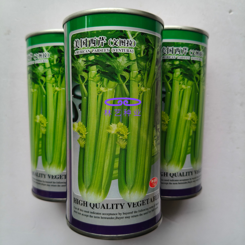 美国西芹文图拉芹菜种子高产耐寒耐热耐抽苔宽厚心实脆嫩蔬菜