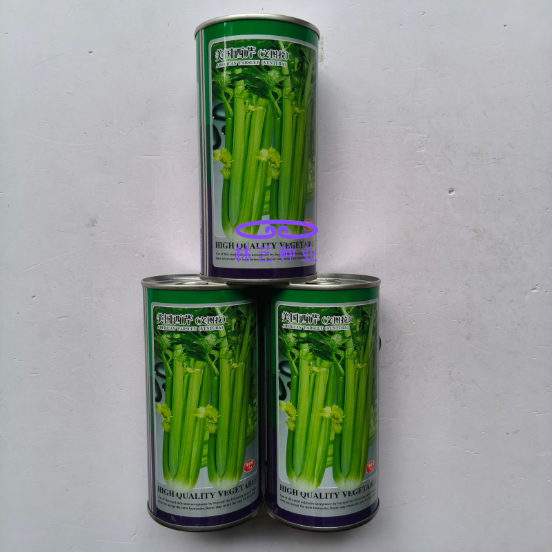 美国西芹文图拉芹菜种子高产耐寒耐热耐抽苔宽厚心实脆嫩蔬菜