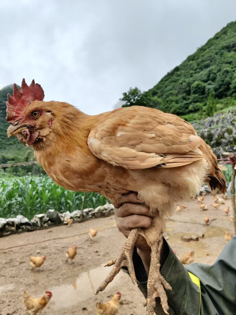 鸡，三黄鸡