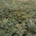 出售龙薯9红薯