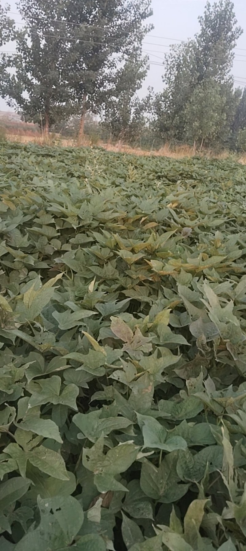 出售龙薯9红薯