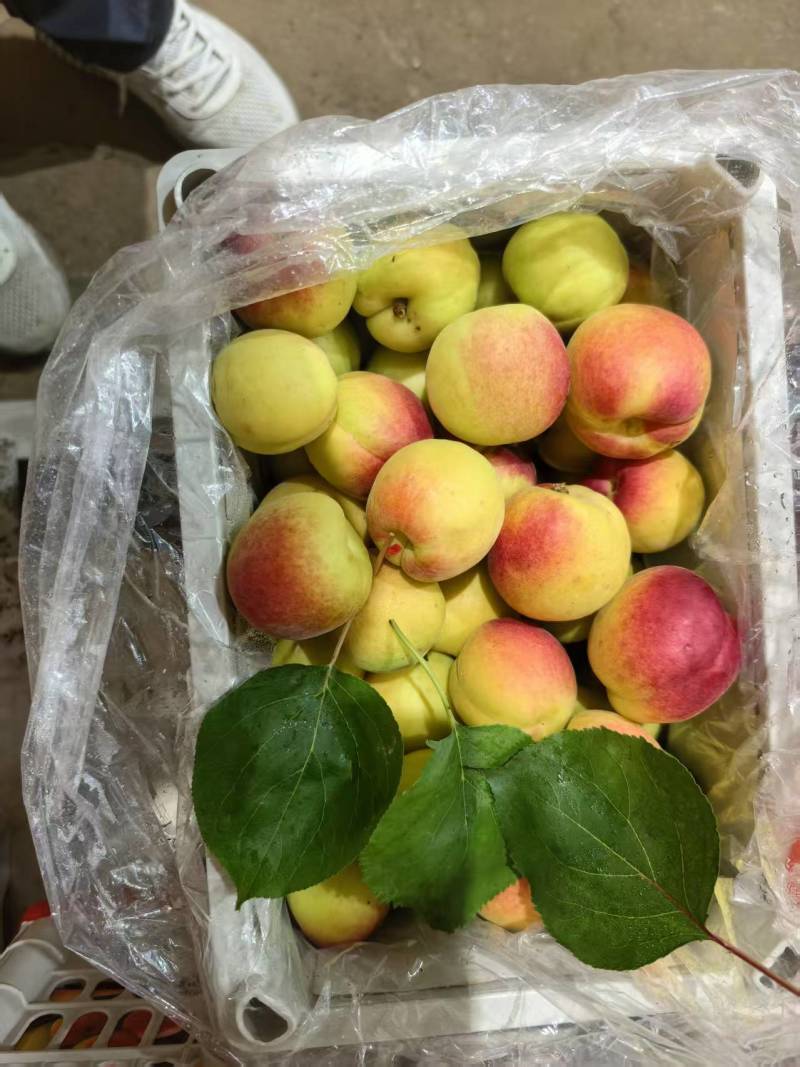 客户库存商品秦杏，胭脂杏