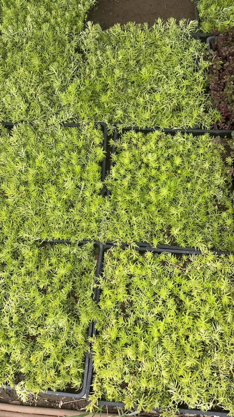 批发日本矮麦冬草苗超矮特级一品耐阴耐寒四季