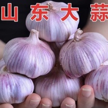 大蒜新干蒜紫皮白皮出口贸易市场批发保质保量全国发货