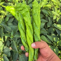 螺丝椒，线椒大量有货