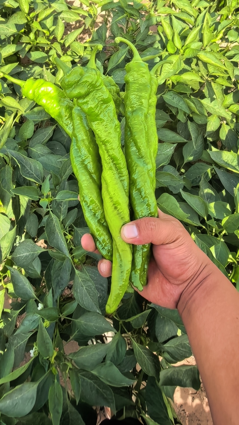螺丝椒，线椒大量有货