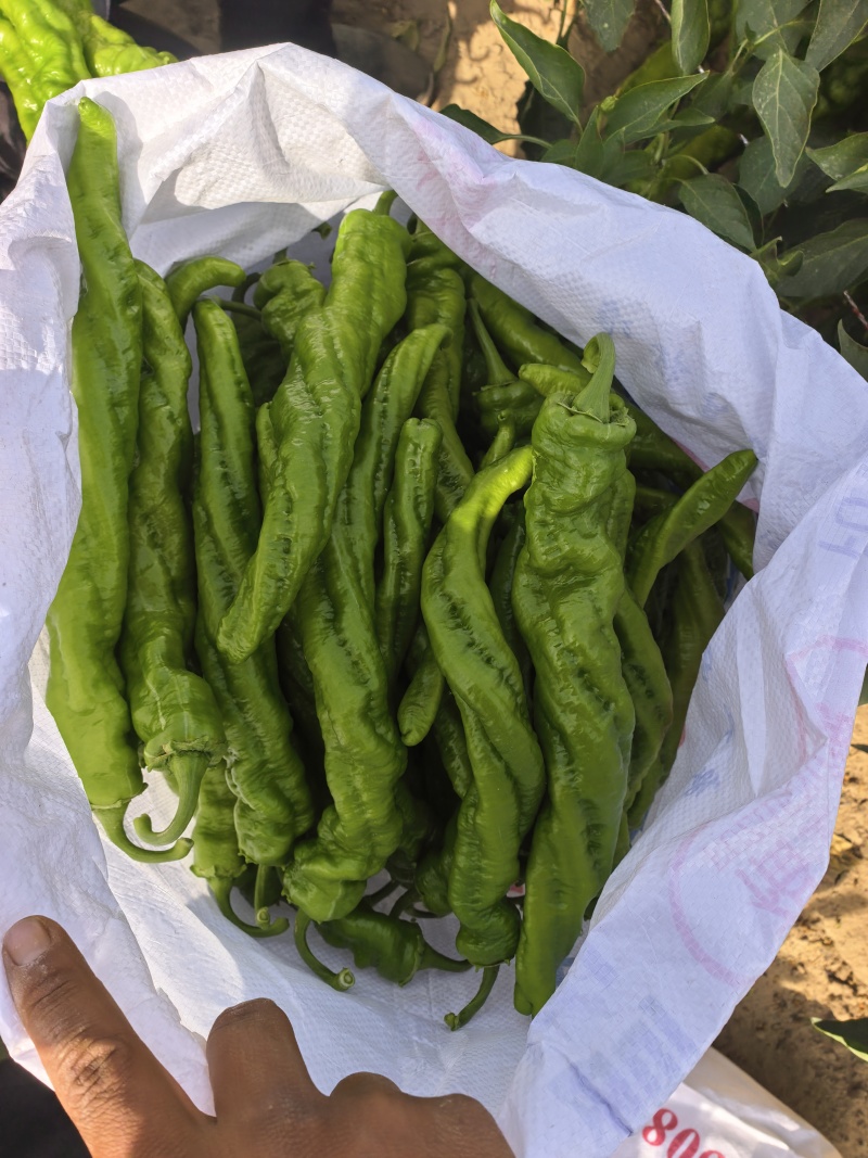 螺丝椒，线椒大量有货