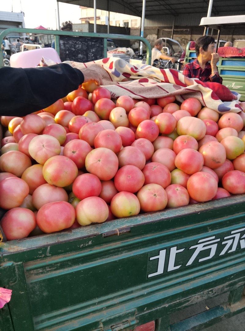 西红柿，发，全国各地