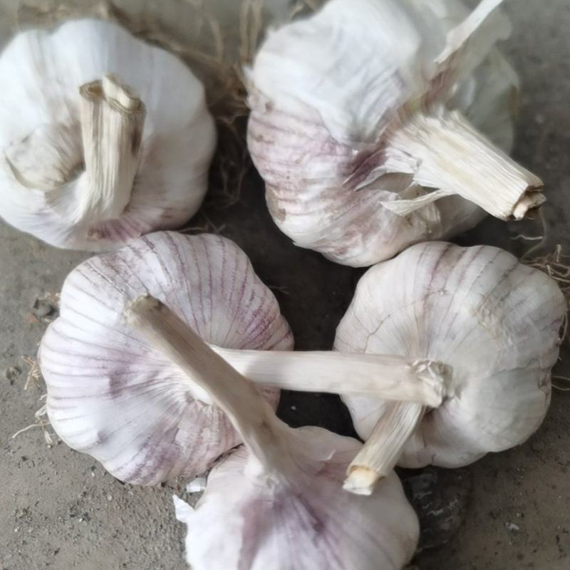 济南大青稞蒜种