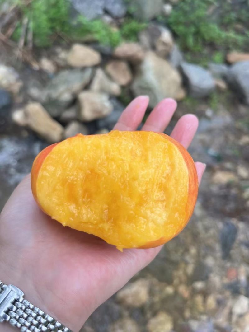 油蟠桃产地一手货源大量供应，口感脆甜，现摘现发，发全国