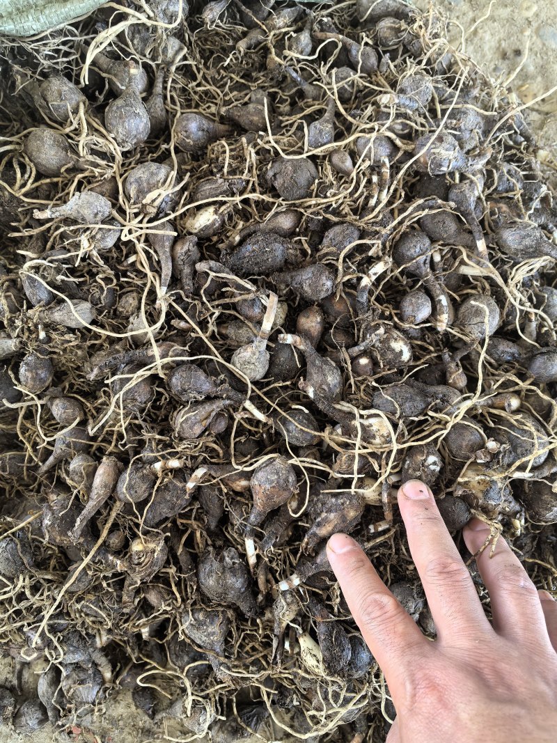 石蒜红花石蒜黄花石蒜工程用苗庭院绿化量大从优