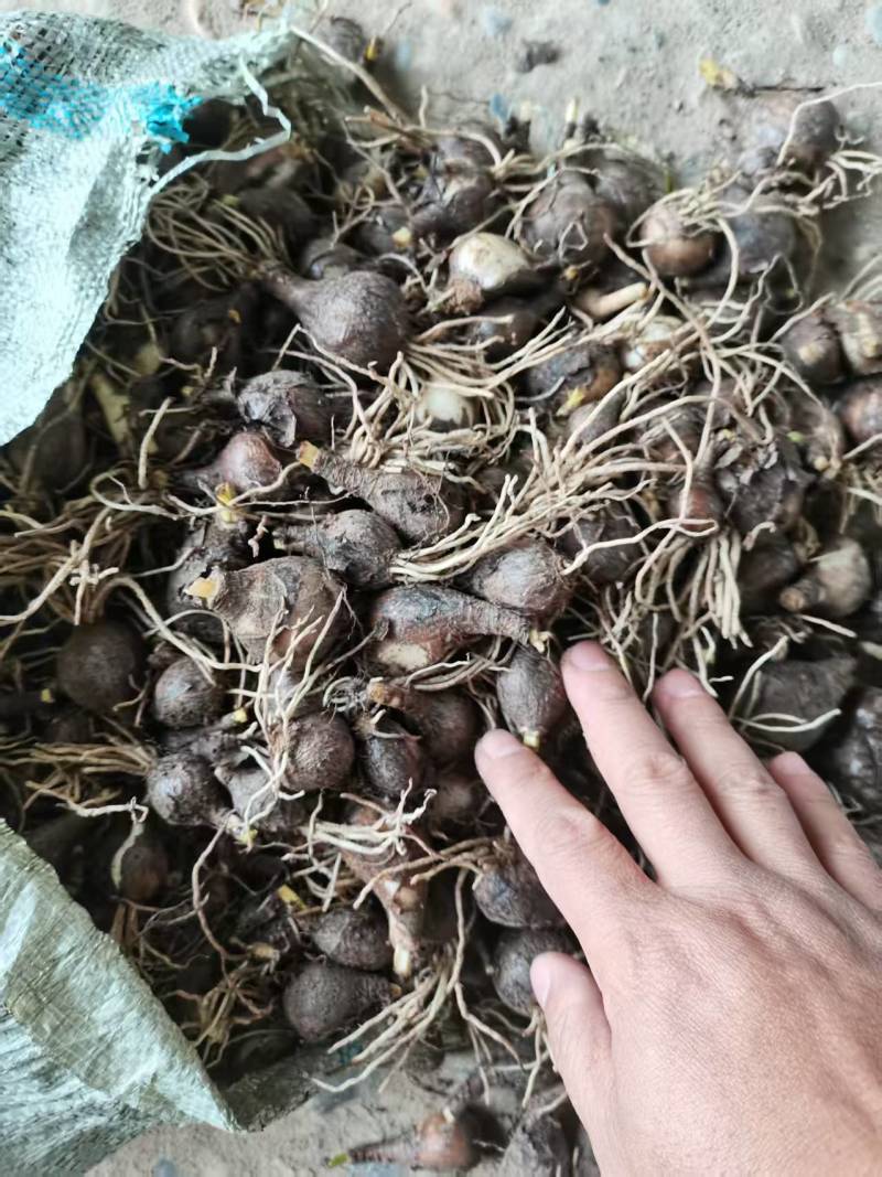 红花石蒜石蒜工程用苗庭院绿化苗一手货源量大从