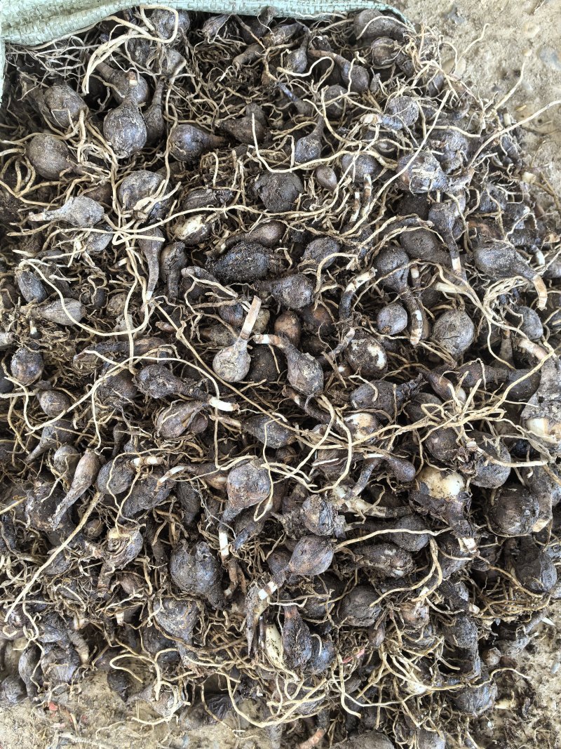 石蒜红花石蒜庭院绿化工程用苗量大从优一手货源