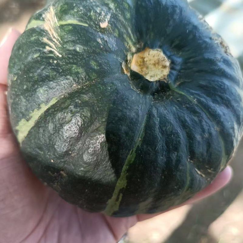 大贝贝南瓜