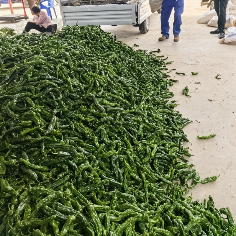 皱皮椒