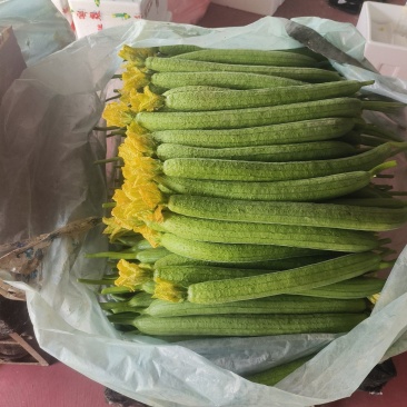 精品丝瓜